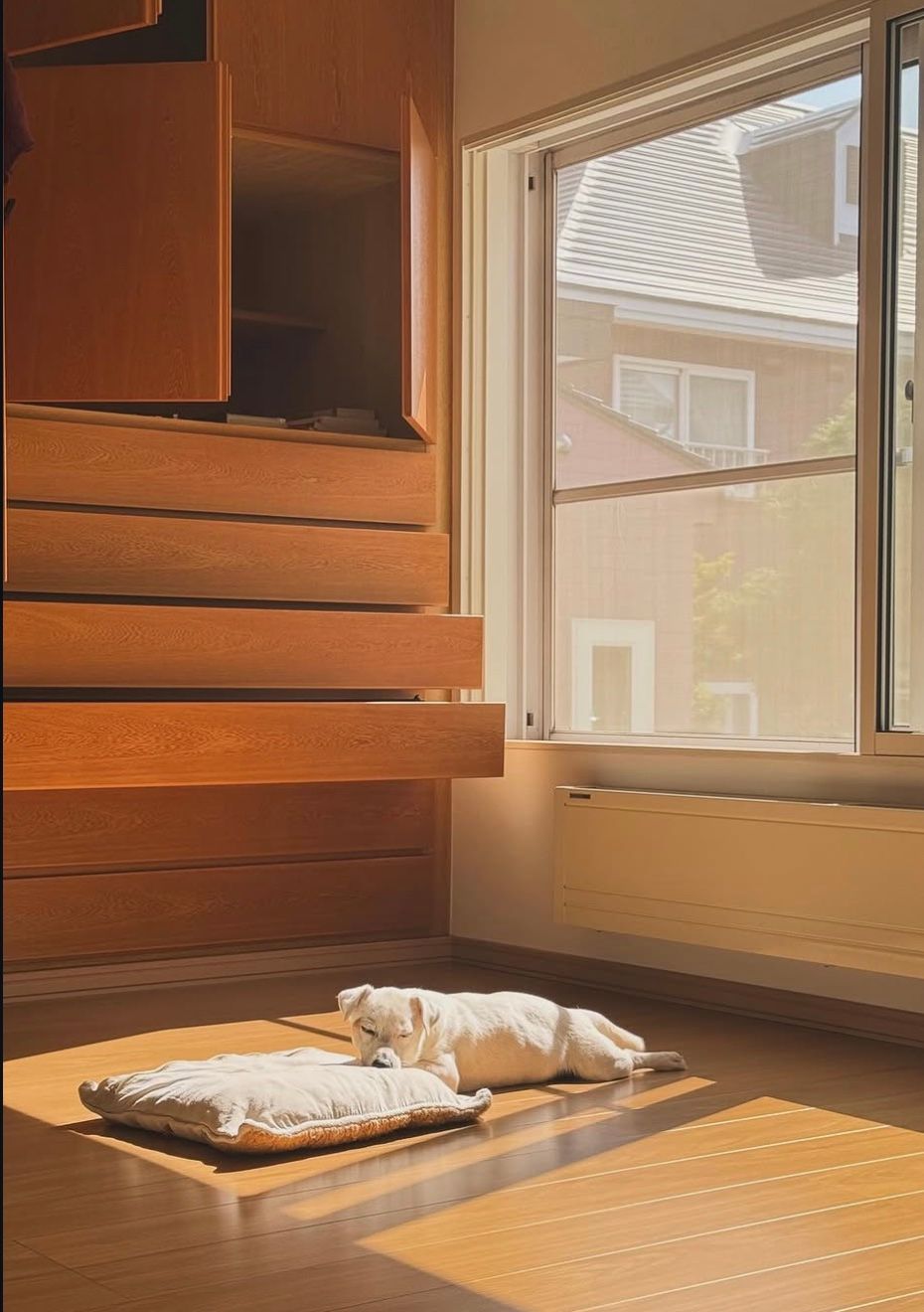 夏の午後、木の床に差し込む陽だまりで白い犬が眠っている。部屋と窓が大きく写っている。